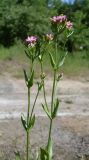 Centaurium erythraea. Верхушки цветущих растений. Ростовская обл., Усть-Донецкий р-н, заказник \"Нижне-Кундрюченский\", окр. станицы Нижнекундрученская, опушка аренного леса. 07.06.2015.