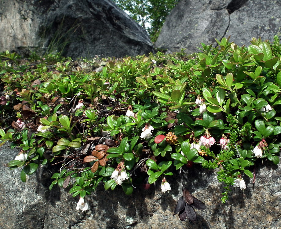 Изображение особи Vaccinium vitis-idaea var. minus.