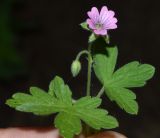 Geranium divaricatum