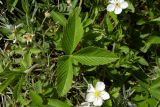 Fragaria campestris