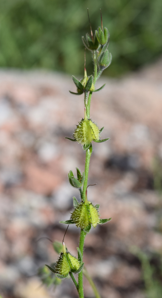 Image of Lindelofia tschimganica specimen.