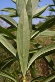 Solidago gigantea