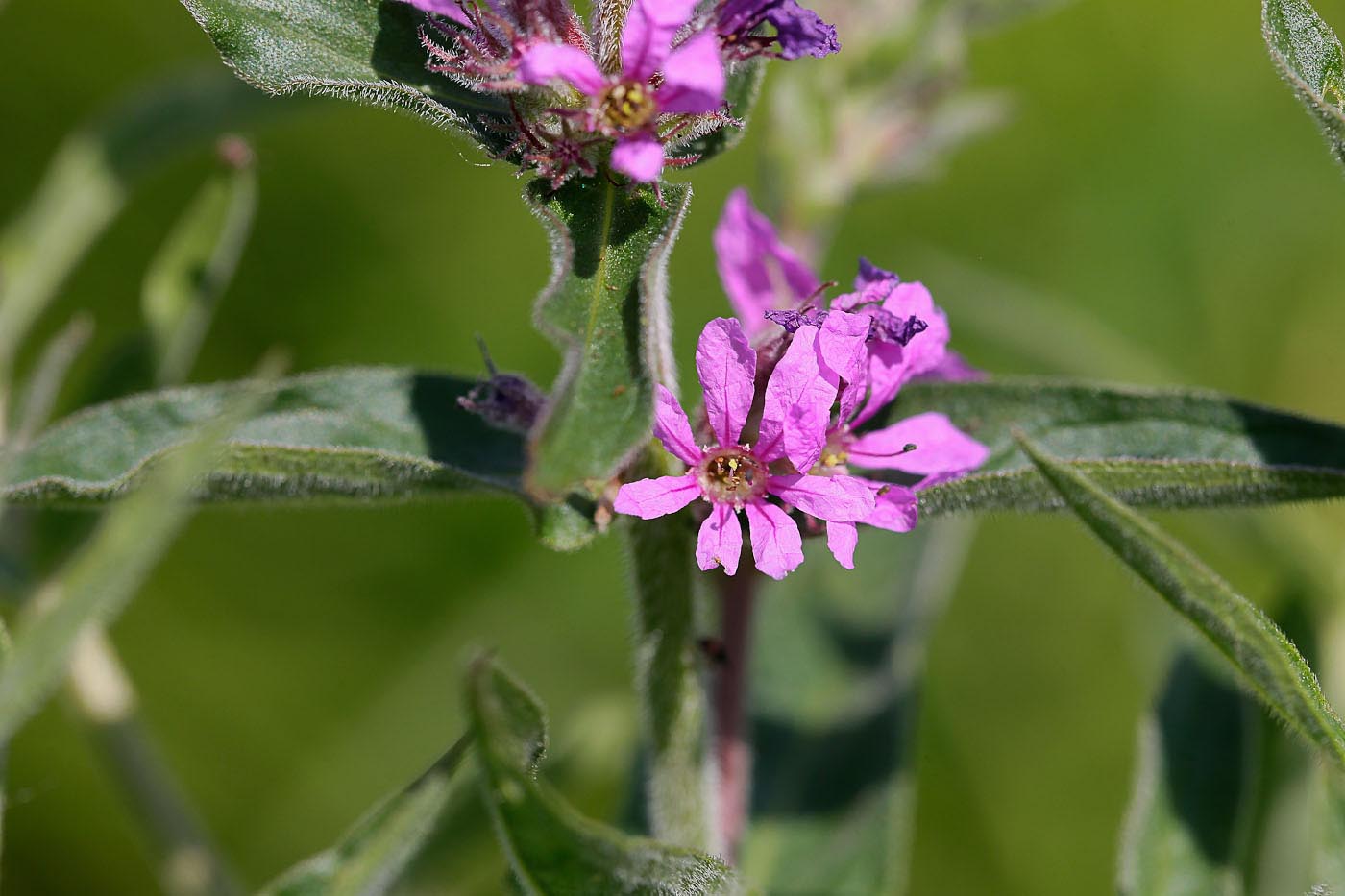 Изображение особи Lythrum salicaria.