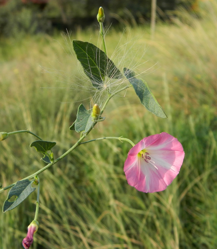 Изображение особи Convolvulus arvensis.