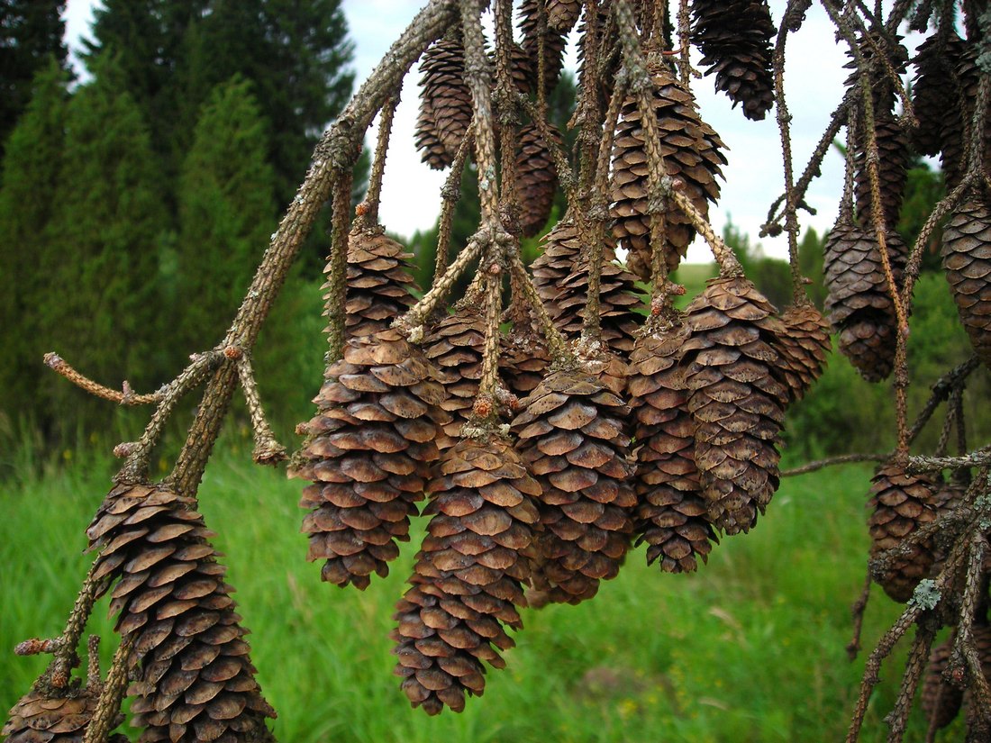 Изображение особи Picea &times; fennica.