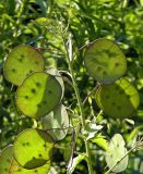 Lunaria annua. Верхняя часть генеративного побега с развивающимися плодами. Украина, г. Луганск, ул. Братьев Палкиных, в культуре. 26.05.2017.