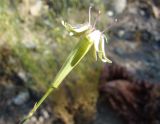 Silene pugionifolia