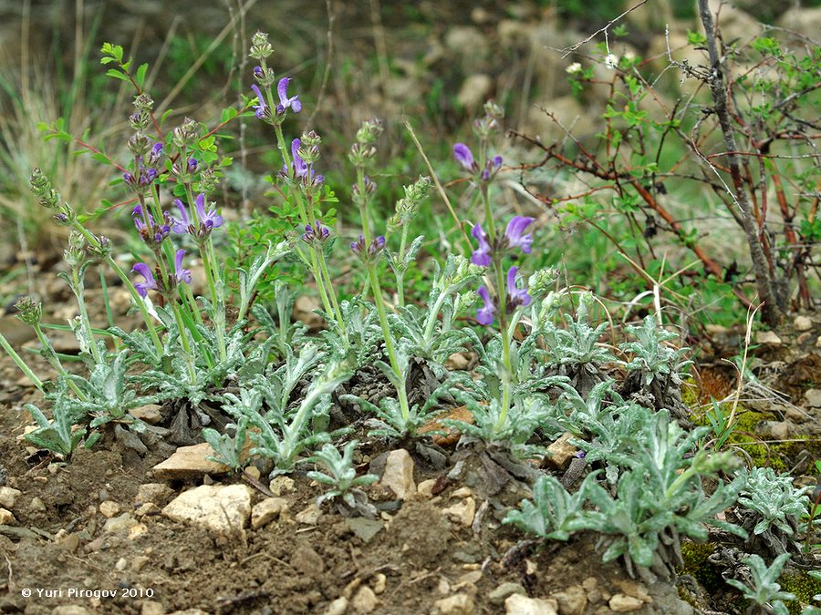 Изображение особи Salvia canescens var. daghestanica.