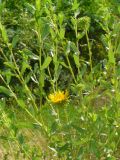 Grindelia squarrosa