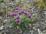 Oxytropis strobilacea. Цветущее растение. Иркутская обл., Иркутский р-н, окр. пос. Бол. Голоустное, обочина дороги. 29.05.2017.