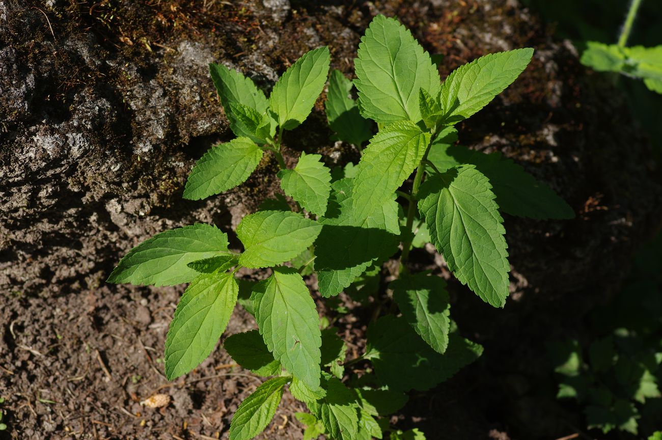 Изображение особи Scrophularia nodosa.