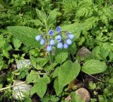 Symphytum caucasicum. Цветущее растение. Мурманск, палисадник у дома на Жилстрое. 30.06.2010.