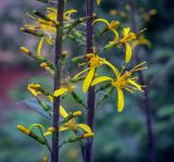 Ligularia przewalskii