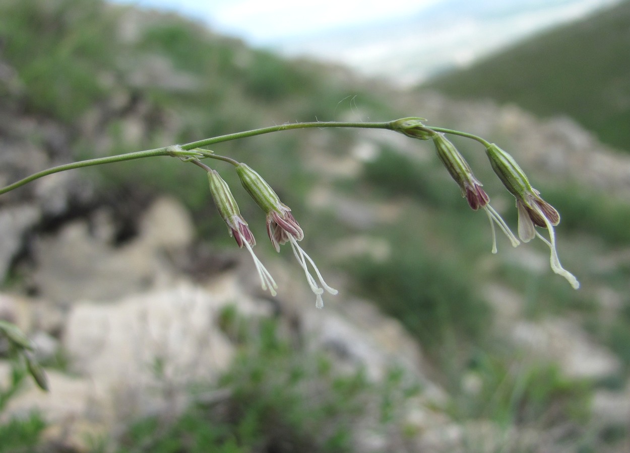 Изображение особи Silene saxatilis.