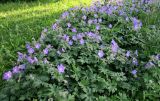 Geranium himalayense