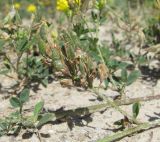 Medicago romanica