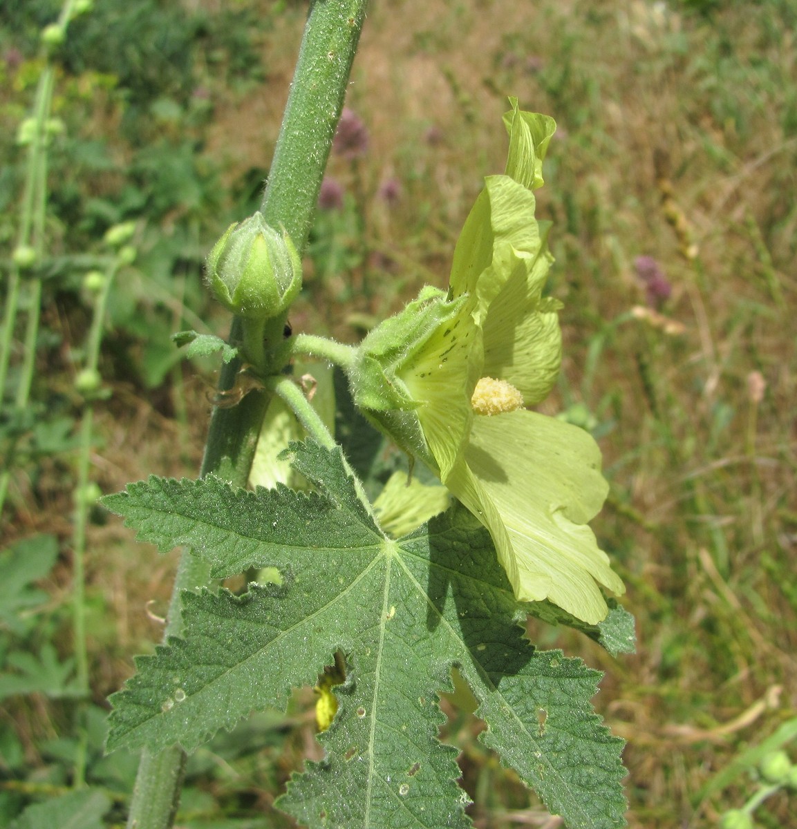 Изображение особи Alcea rugosa.