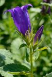 Campanula latifolia