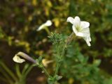 Petunia × hybrida