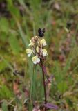 род Pedicularis