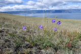 Scabiosa comosa. Цветущее и плодоносящее растение. Иркутская обл., оз. Байкал, о. Ольхон, окр. мыса Ташкай, степь. 25 августа 2022 г.