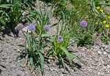 Allium platyspathum