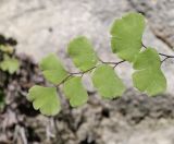 Adiantum capillus-veneris. Верхушка вайи. Крым, окр. Ялты, сосновый лес, скалистое русло горной реки, трещины известняка. 18 июля 2023 г.