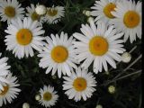 Leucanthemum vulgare