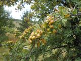 Pyrus elaeagrifolia. Часть ветви с зрелыми плодами. Крым, Ай-Петринская яйла. 23 сентября 2012 г.