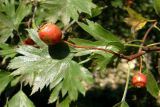 Crataegus rhipidophylla. Ветвь с плодом. Крым, Севастополь, ур. Максимова дача. 17 августа 2009 г.