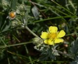 Potentilla impolita. Цветок и бутоны. Ростовская обл., Персиановская степь, окр. станицы Красюковская. 23.05.2012.