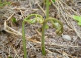 Pteridium подвид sibiricum