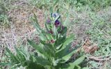 Cynoglossum officinale