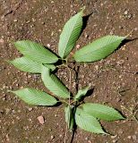 Acer carpinifolium