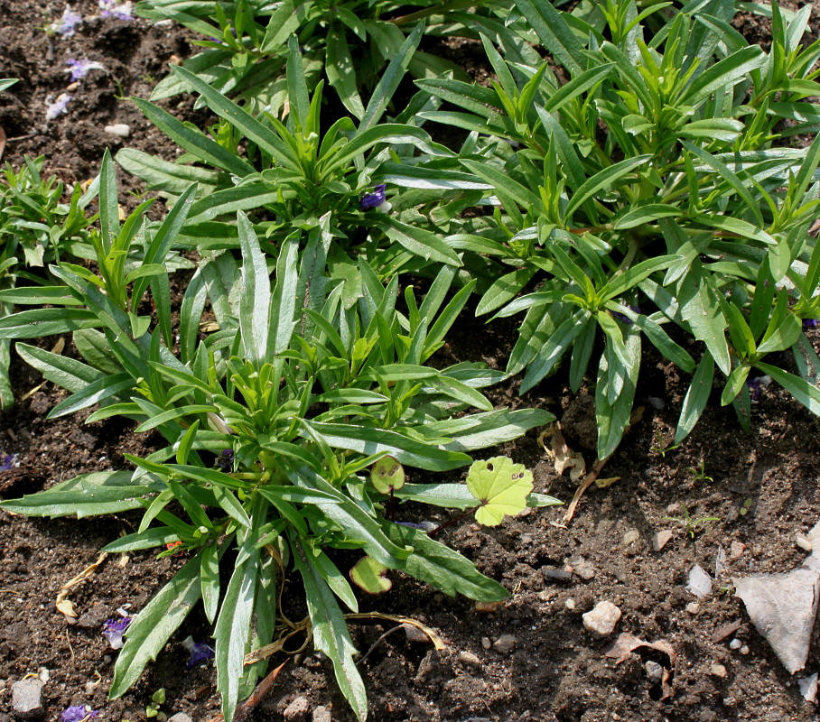 Изображение особи Collomia grandiflora.