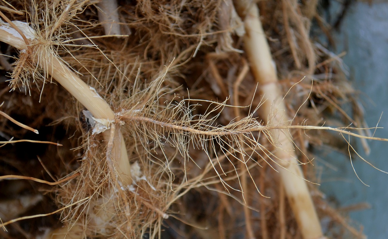 Изображение особи Phragmites australis.