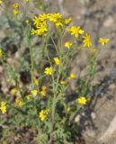 Senecio vernalis. Верхушка побега с соцветиями. Нагорный Карабах, окр. г. Шуши, Унотское ущелье. 05.05.2013.