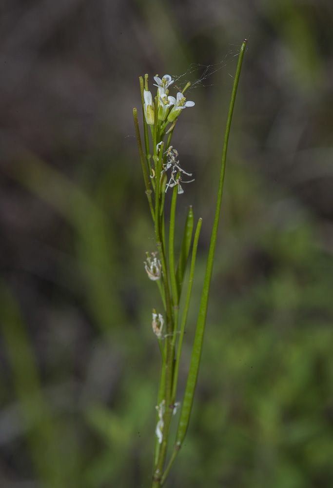 Изображение особи Arabis sagittata.