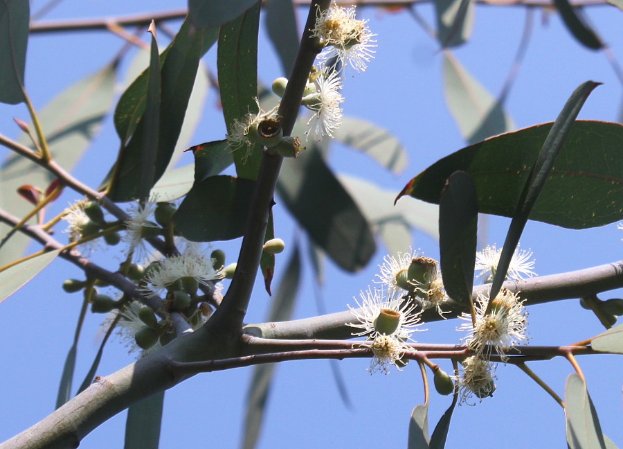Изображение особи Eucalyptus perriniana.