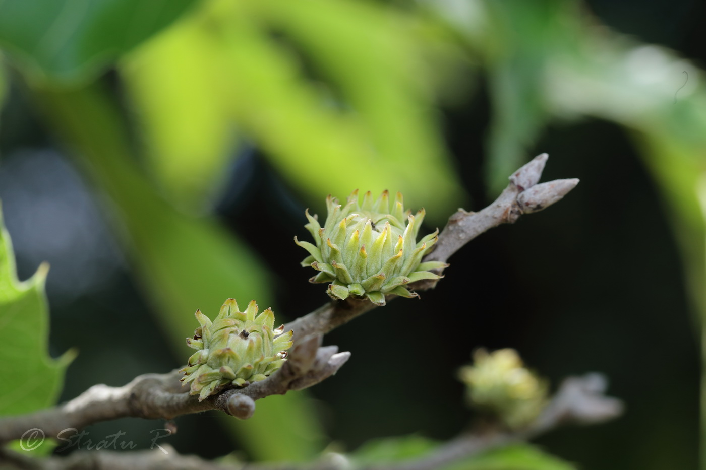 Изображение особи Quercus variabilis.