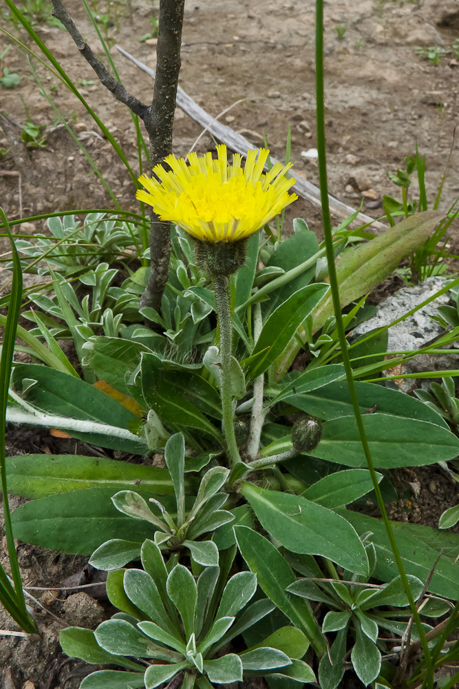 Изображение особи Pilosella officinarum.