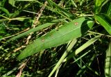 Persicaria amphibia