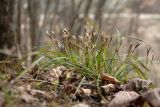 Carex digitata