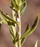 Lithospermum officinale. Часть побега с плодами. Кыргызстан, Нарынская обл., левый берег р. Нарын, долина руч. Бурган-Суу. 27.09.2015.