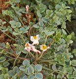Sarcocapnos enneaphylla. Часть цветущего растения. Испания, Кастилия-Ла-Манча, г. Cuenca, отвесный скальный склон. Январь 2016 г.