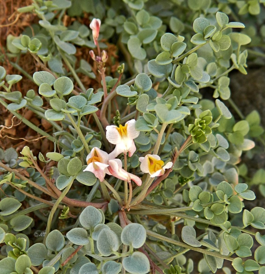 Изображение особи Sarcocapnos enneaphylla.