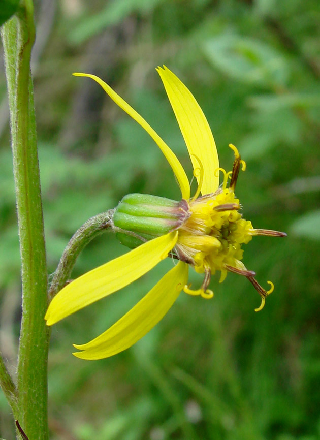 Изображение особи Ligularia sibirica.