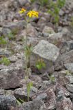 Tephroseris integrifolia. Цветущее растение в заброшенном известняковом карьере. Ленинградская обл., Волосовский р-н, окр. дер. Большое Заречье. 20.06.2015.