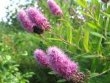 Spiraea × billardii