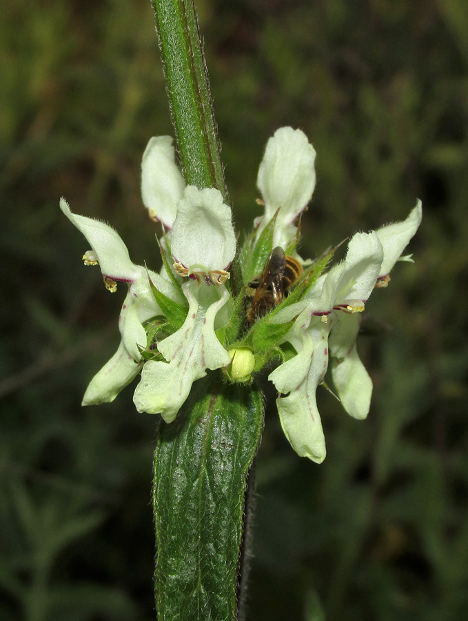 Изображение особи Stachys atherocalyx.